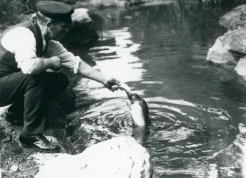 Un cuidador alimentando peces a una joven foca encapuchada en su piscina en el Zoológico de Londres, junio de 1914