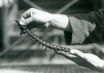 Un cuidador sosteniendo un ciempiés gigante en sus manos, Zoológico de Londres, 1927
