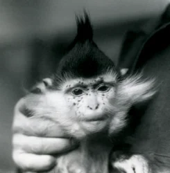 Un cuidador sostiene a Freckles, un mangabey de cresta negra o del Congo, Zoo de Londres, 1924