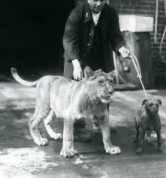 Un cuidador paseando a un perro y un joven león, Zoológico de Londres, agosto de 1925