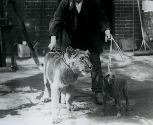 Un cuidador paseando a un Terrier irlandés y un joven león con correas, Zoológico de Londres, septiembre de 1925