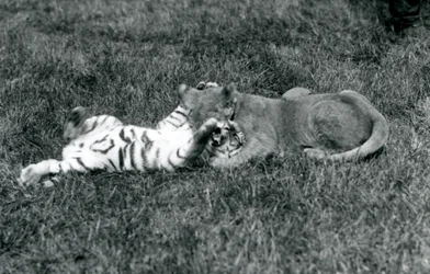 Un cachorro de león y un cachorro de tigre luchan en el césped, Zoológico de Londres, septiembre de 1925