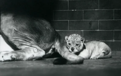 Un cachorro de león acostado detrás de la cola de su madre, Zoológico de Londres, octubre de 1925