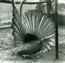 Exhibición de cortejo del faisán Argus macho, con una hembra a su lado, Zoológico de Londres, enero 1926