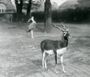 Un Blackbuck macho o Antílope Indio en un corral en el Zoológico de Londres, octubre de 1926
