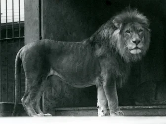 León macho en el Zoológico de Londres, junio de 1924