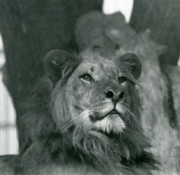 Un león macho en el zoológico de Londres en 1929