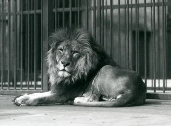 Un león macho recostado contra las barras de su recinto, Zoológico de Londres, septiembre de 1927