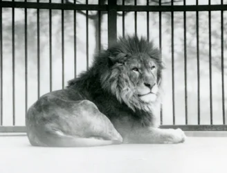 Un león macho descansando en su recinto en el Zoológico de Londres en marzo de 1925