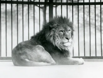Un león macho descansando en su recinto en el Zoológico de Londres en marzo de 1925