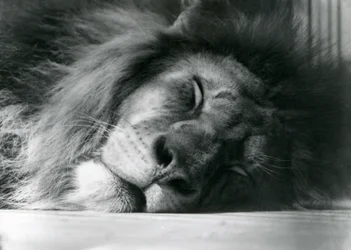 Un león macho durmiendo en su recinto en el zoológico de Londres en 1924