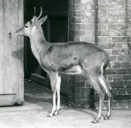 Un macho de reedbuck común del sur o reitbok de pie junto a la puerta de la casa de los antílopes, Zoológico de Londres, 6 de octubre de 1927