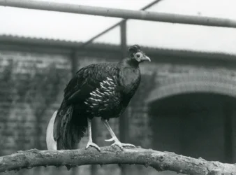 Un faisán macho de lomo de fuego de Veilot/Crested Fireback parado en una rama horizontal en el Zoológico de Londres en 1928