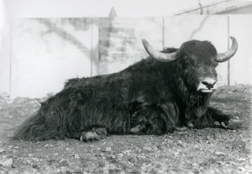 Un Yak macho acostado en su recinto en el Zoológico de Londres en agosto de 1928