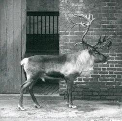 Un reno macho maduro de pie en su corral en el Zoológico de Londres en 1925