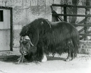 Un buey almizclero maduro, también escrito buey-almizclero, comiendo en su corral en el Zoológico de Londres en 1931 (foto en blanco y negro)