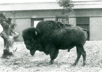 Un Bisonte Americano en Peligro de pie en su corral, Zoológico de Londres, 1927