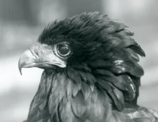 Un águila bateleur casi amenazada en el Zoológico de Londres, 1927