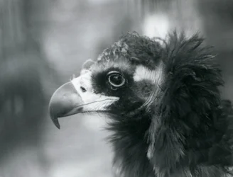 Un buitre negro euroasiático casi amenazado en el Zoo de Londres, 1927