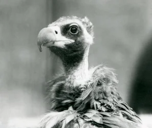 Un buitre negro euroasiático casi amenazado en el Zoo de Londres, julio de 1926