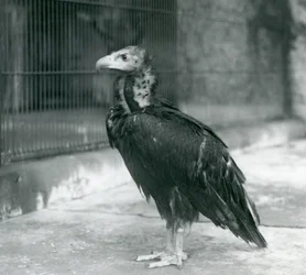 Un buitre negro euroasiático casi amenazado de pie en el Zoo de Londres, 1927