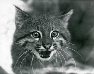 Un gato de Pampas casi amenazado/Gato Pantanal/Colocolo en el Zoológico de Londres en 1929