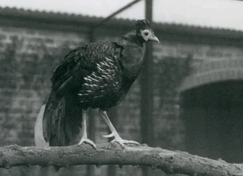 Un faisán crestado casi amenazado en una rama en el Zoológico de Londres, 1927