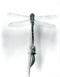 Una libélula de anillo dorado recién emergida seca sus alas mientras descansa sobre un junco por encima de su caparazón larval vacío, o exuvia, Zoológico de Londres, 1925
