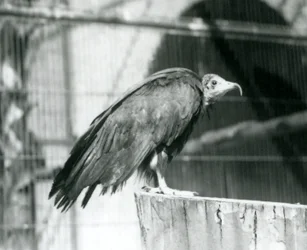 Un buitre encapuchado ahora en peligro crítico de extinción de pie en un tronco, Zoológico de Londres, septiembre de 1925