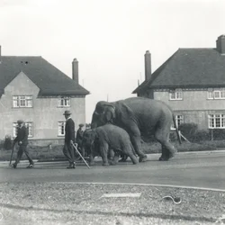 Un par de elefantes indios caminando de Tilbury a ZSL Whipsnade
