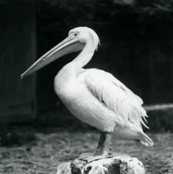 Un pelícano sobre un tocón en el Zoológico de Londres, septiembre de 1925