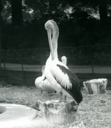 Un pelícano, de pie en un tocón de árbol, acicalándose el cuello en el Zoológico de Londres en septiembre de 1925