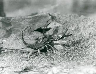 Un escorpión en el Zoológico de Londres en 1929 (foto en blanco y negro)