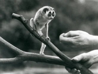 Un loris delgado de pie en una rama sostenida por un cuidador, Zoológico de Londres, agosto de 1926