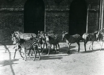 Una pequeña manada de cebras de Chapman en el Zoológico de Londres en 1924