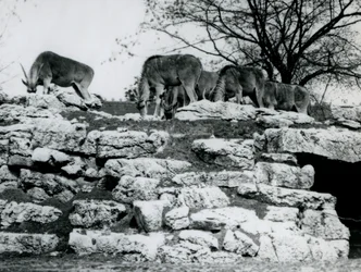 Una pequeña manada de Eland común pastando entre las rocas en el Paddock de Antílopes Eland en el Zoológico de Londres en junio de 1925