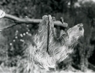 Un perezoso de dos dedos colgando de una rama cortada, sostenida por un cuidador, Zoológico de Londres, septiembre de 1925