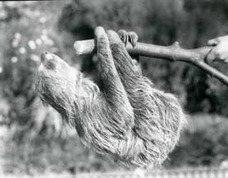 Un perezoso de dos dedos colgando de una rama cortada, sostenida por un cuidador, Zoológico de Londres, septiembre de 1925