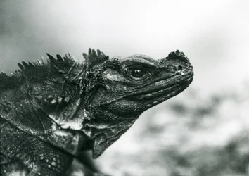 Un vulnerable lagarto de vela en el Zoológico de Londres en 1928