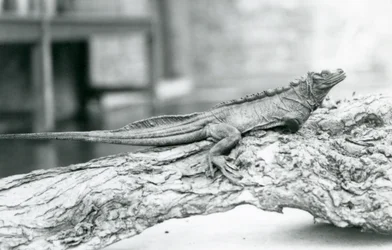 Un vulnerable lagarto de vela descansando en un tronco en el Zoológico de Londres en 1928