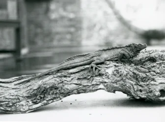 Un vulnerable lagarto de vela descansando en un tronco en el Zoológico de Londres en 1928