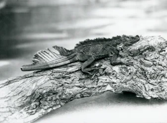 Un vulnerable lagarto de vela, con una cola dañada, descansando en un tronco en el zoológico de Londres en 1929