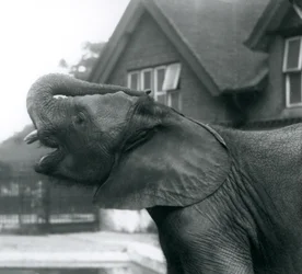 Un joven elefante africano con su trompa levantada sobre su frente, Zoológico de Londres, agosto de 1925