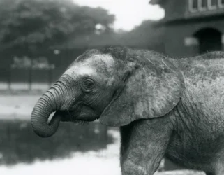 Un joven elefante africano con el extremo de su trompa en la boca, Zoológico de Londres, agosto de 1925