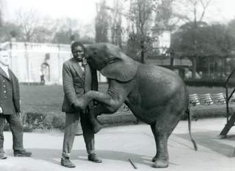 Una joven elefante pigmea africana se pone de pie sobre sus patas traseras para abrazar a su entrenador africano, mientras el cuidador observa, Zoológico de Londres, julio de 1925
