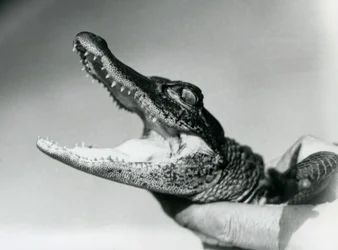 Un joven aligátor sujetado por el cuello por su cuidador, zoo de Londres, agosto de 1928