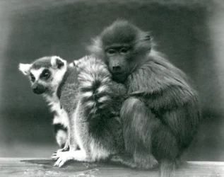 Un joven babuino se acurruca con un lémur de cola anillada en una viga, Zoológico de Londres, 1925