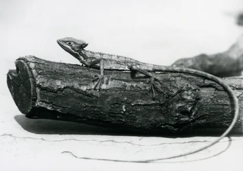 Un joven lagarto basilisco descansando en un tronco en el Zoológico de Londres en agosto de 1928