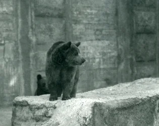 Un joven oso pardo en el zoológico de Londres, junio de 1914