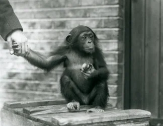 Un joven chimpancé sosteniendo la mano de un cuidador mientras está sentado en una caja de madera, Zoológico de Londres, junio de 1926